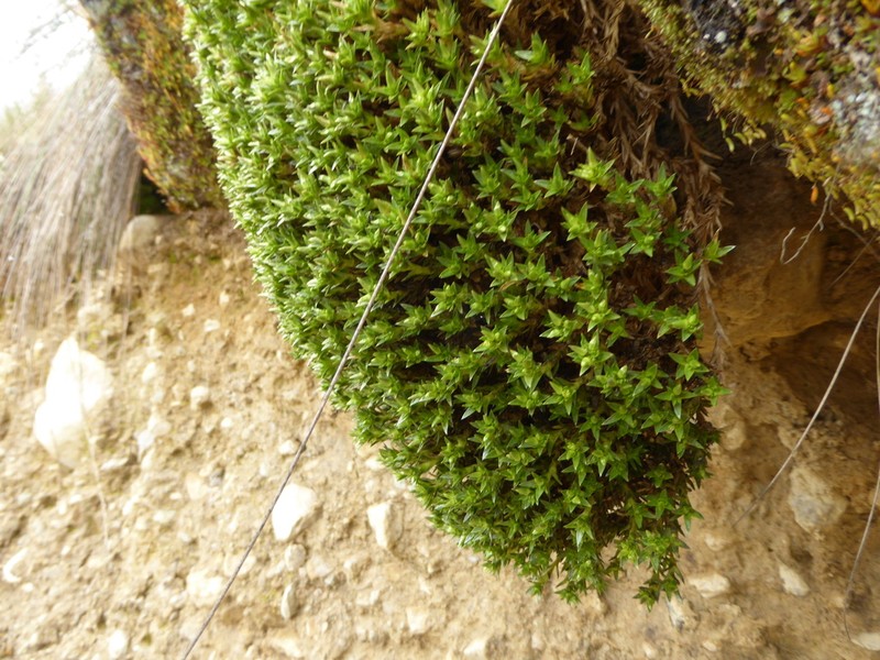 Stellaria xanthophylla photo 2