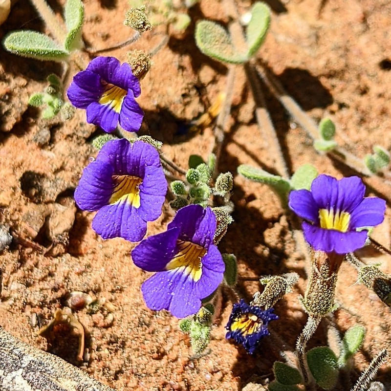Stemodia anisata photo 2