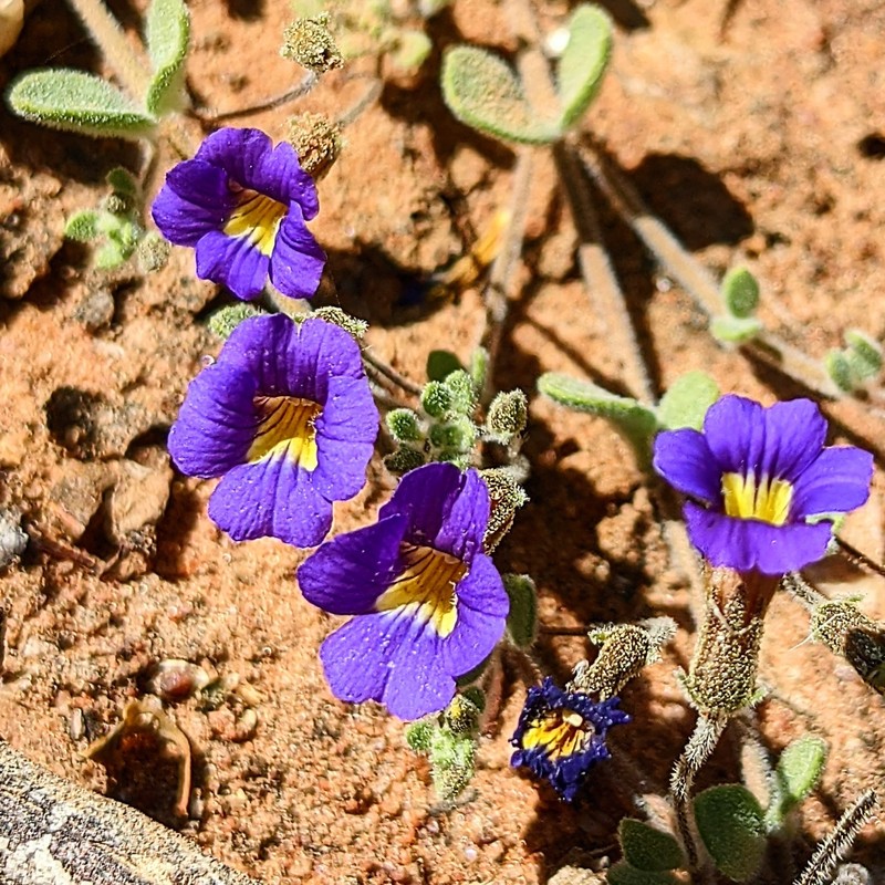 Stemodia anisata