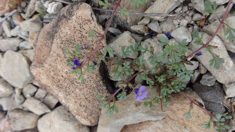 Stemodia coahuilensis photo 2