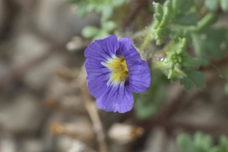 Stemodia coahuilensis photo 3