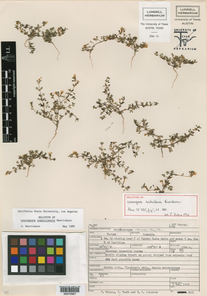 Stemodia coahuilensis photo 5