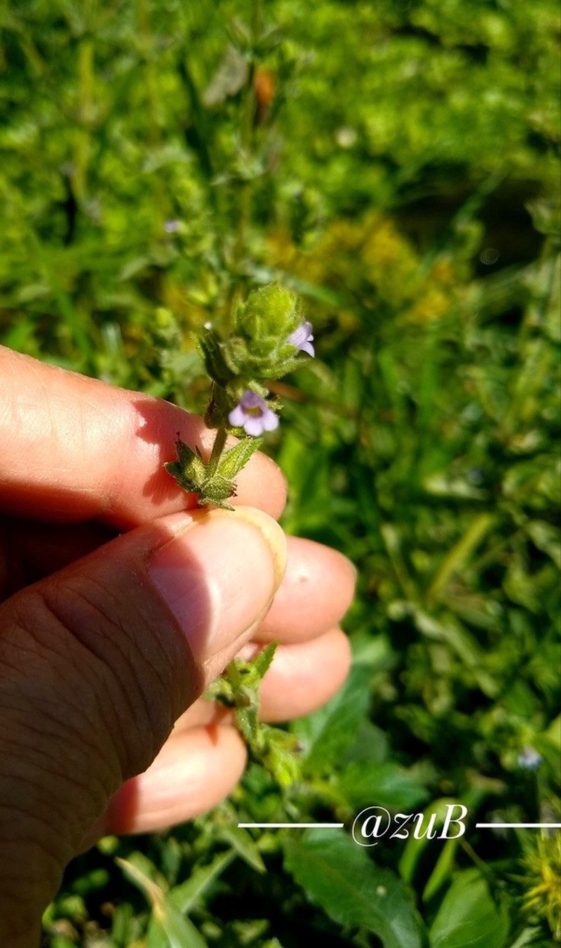 Whitewoolly Twintip photo 6