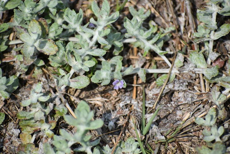Gray-Woolly Twintip photo 5