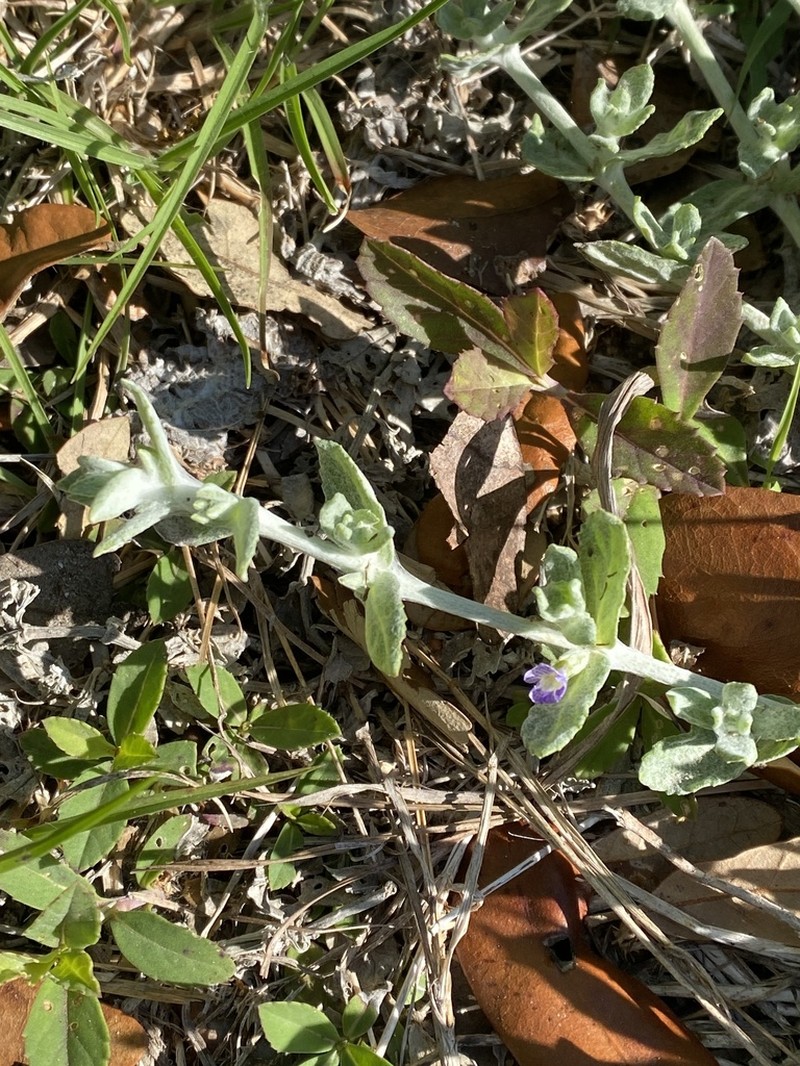 Gray-Woolly Twintip photo 7