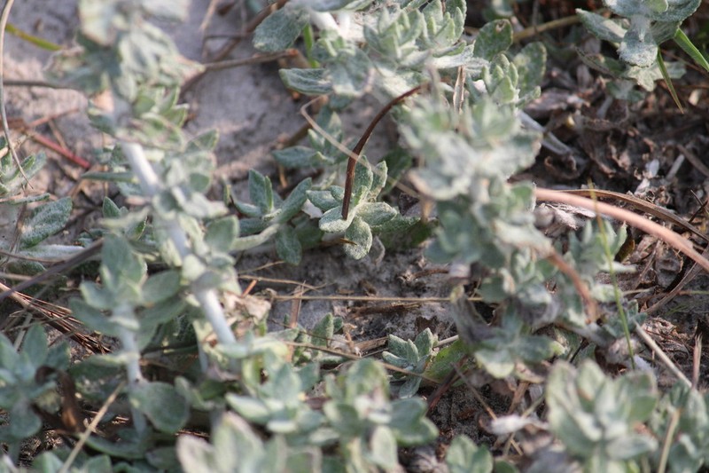 Gray-Woolly Twintip photo 8