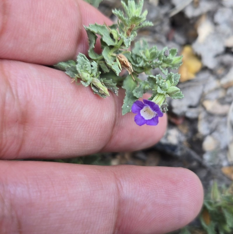 Rio Grande Twintip photo 5