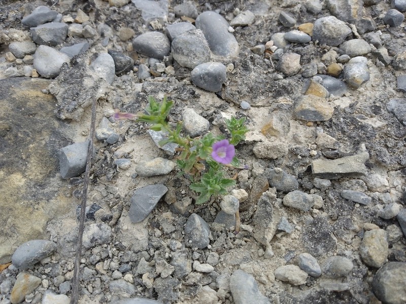 Rio Grande Twintip photo 6