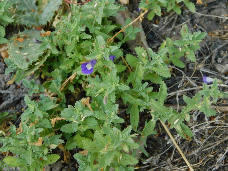 Rio Grande Twintip photo 7