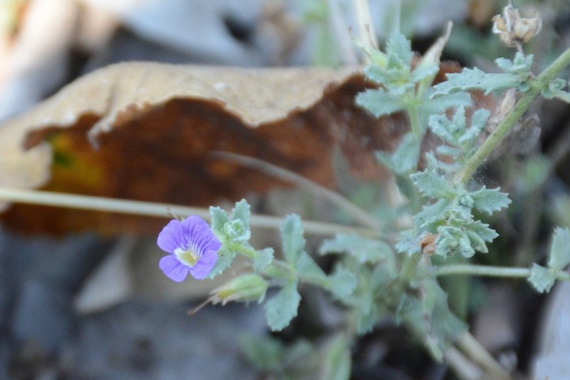 Rio Grande Twintip photo 8