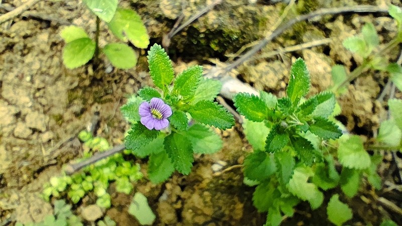 Whorled Twintip