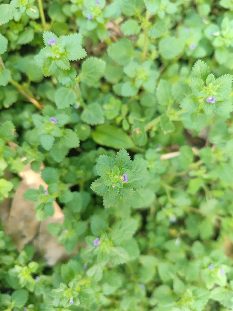 Whorled Twintip photo 2