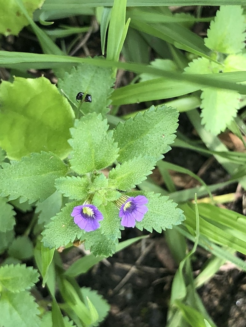 Whorled Twintip photo 4