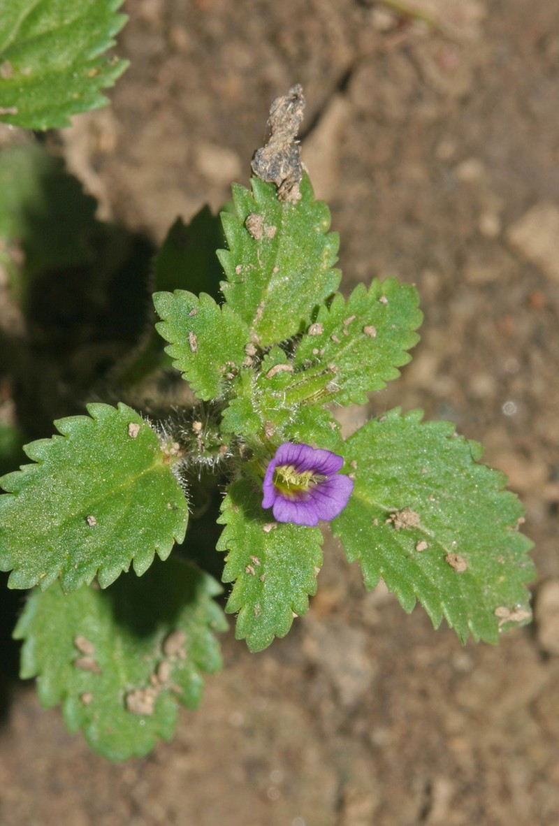 Whorled Twintip photo 5