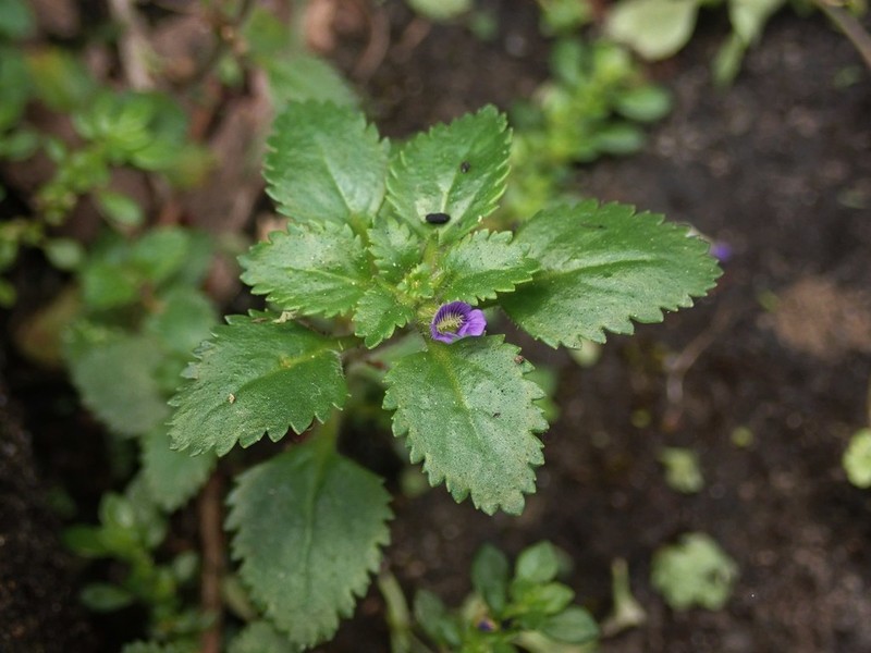 Whorled Twintip photo 6