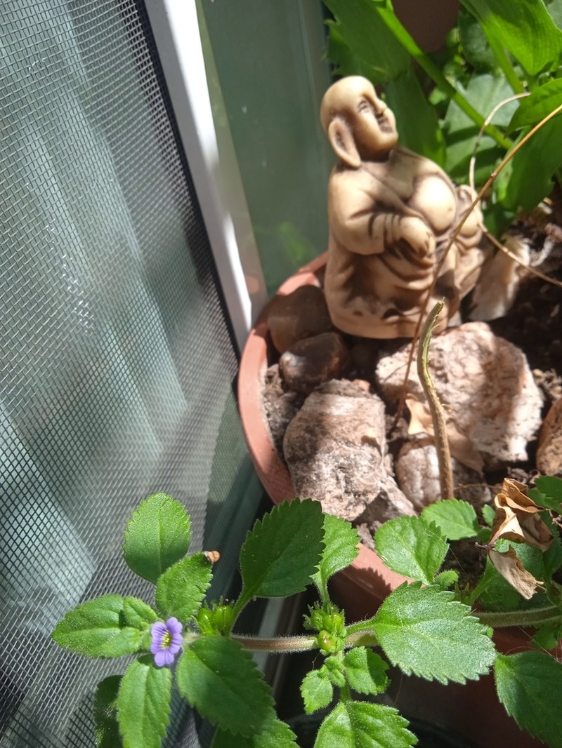 Whorled Twintip photo 7