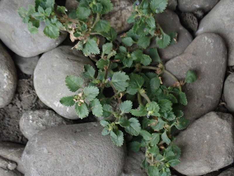 Whorled Twintip photo 8