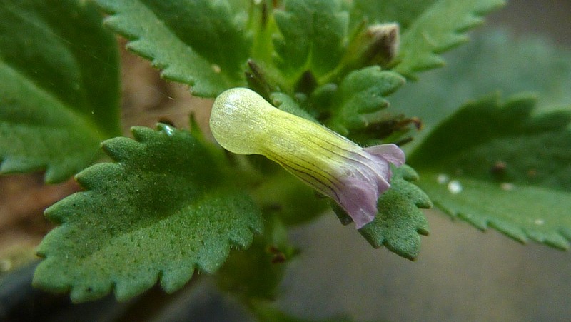 Whorled Twintip photo 4
