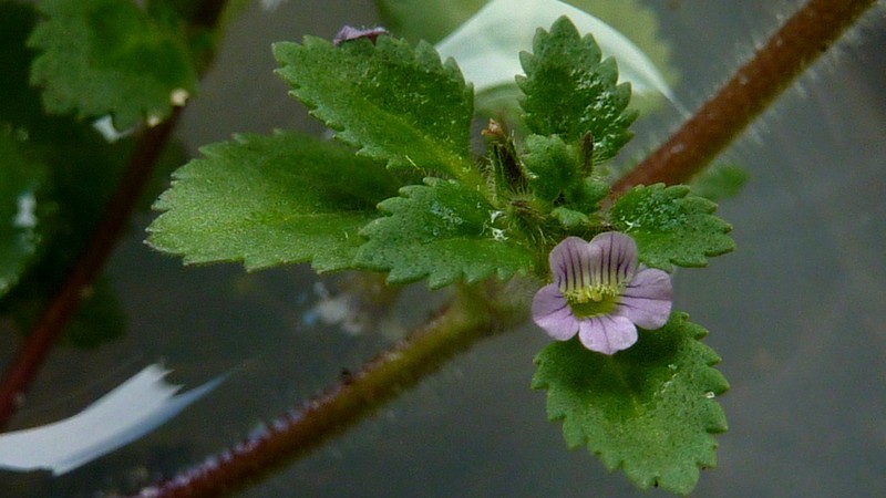 Whorled Twintip photo 5
