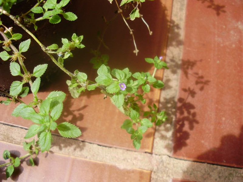 Whorled Twintip photo 2