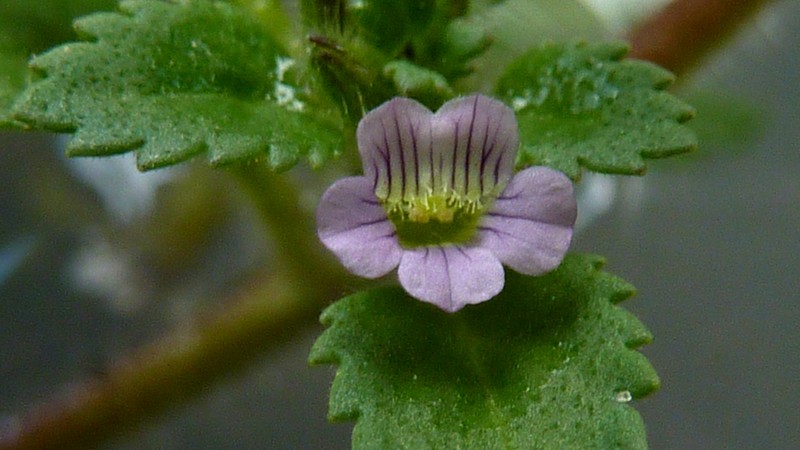 Whorled Twintip photo 3