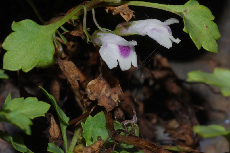 Stemodiopsis buchananii var. buchananii