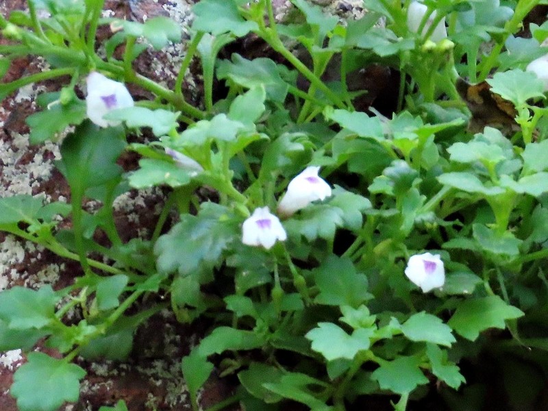 Stemodiopsis buchananii var. buchananii photo 2