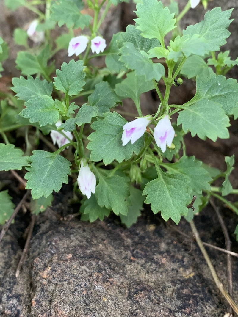Stemodiopsis buchananii var. buchananii photo 3