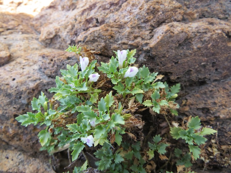 Stemodiopsis buchananii var. buchananii photo 4