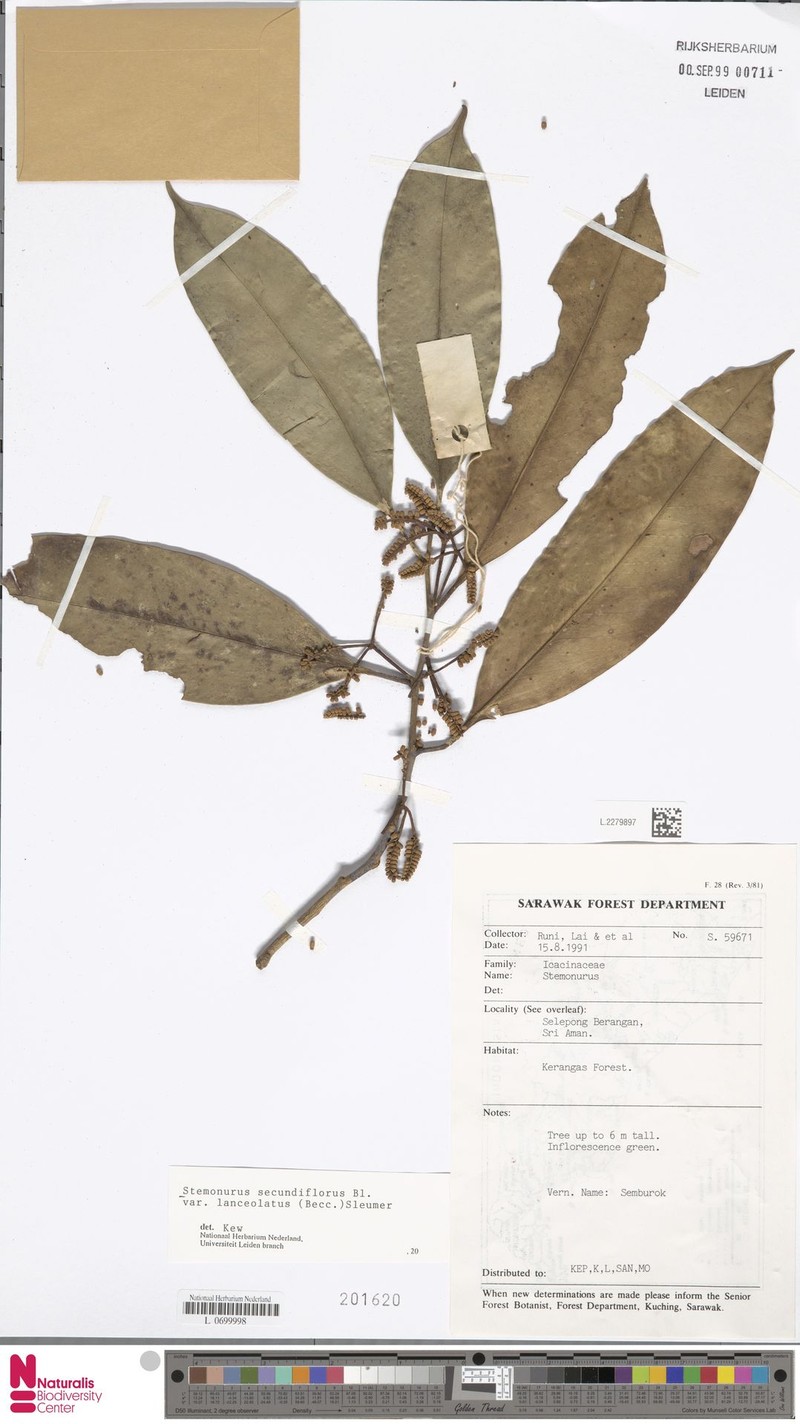 Stemonurus secundiflorus var. lanceolatus