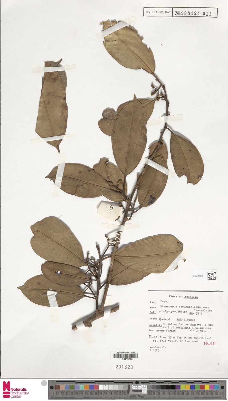Stemonurus secundiflorus var. lanceolatus photo 2