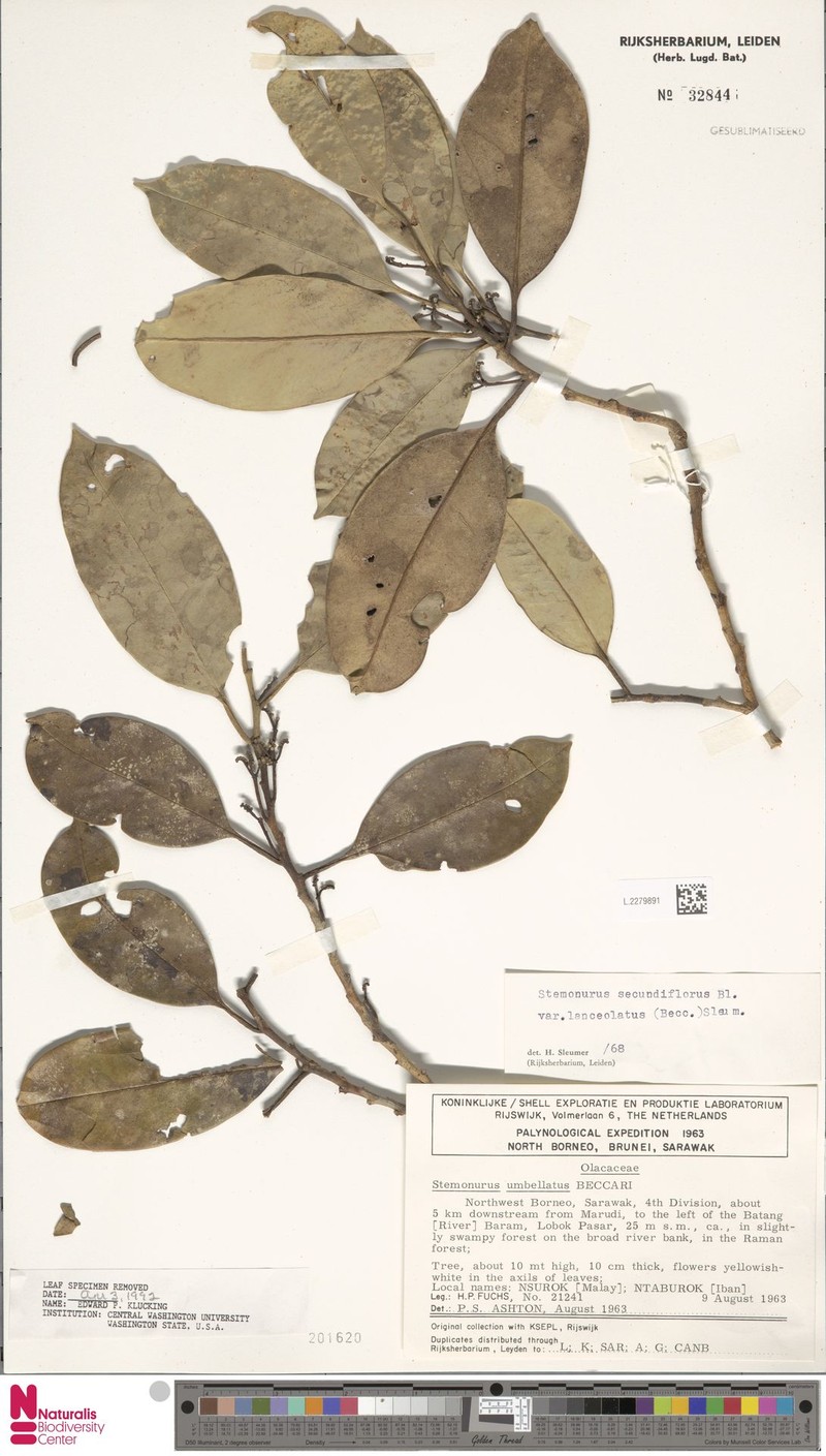 Stemonurus secundiflorus var. lanceolatus photo 3