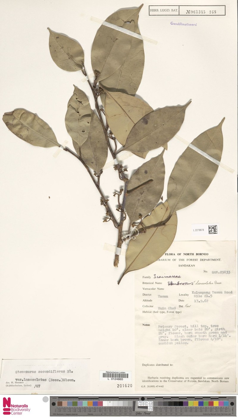 Stemonurus secundiflorus var. lanceolatus photo 4