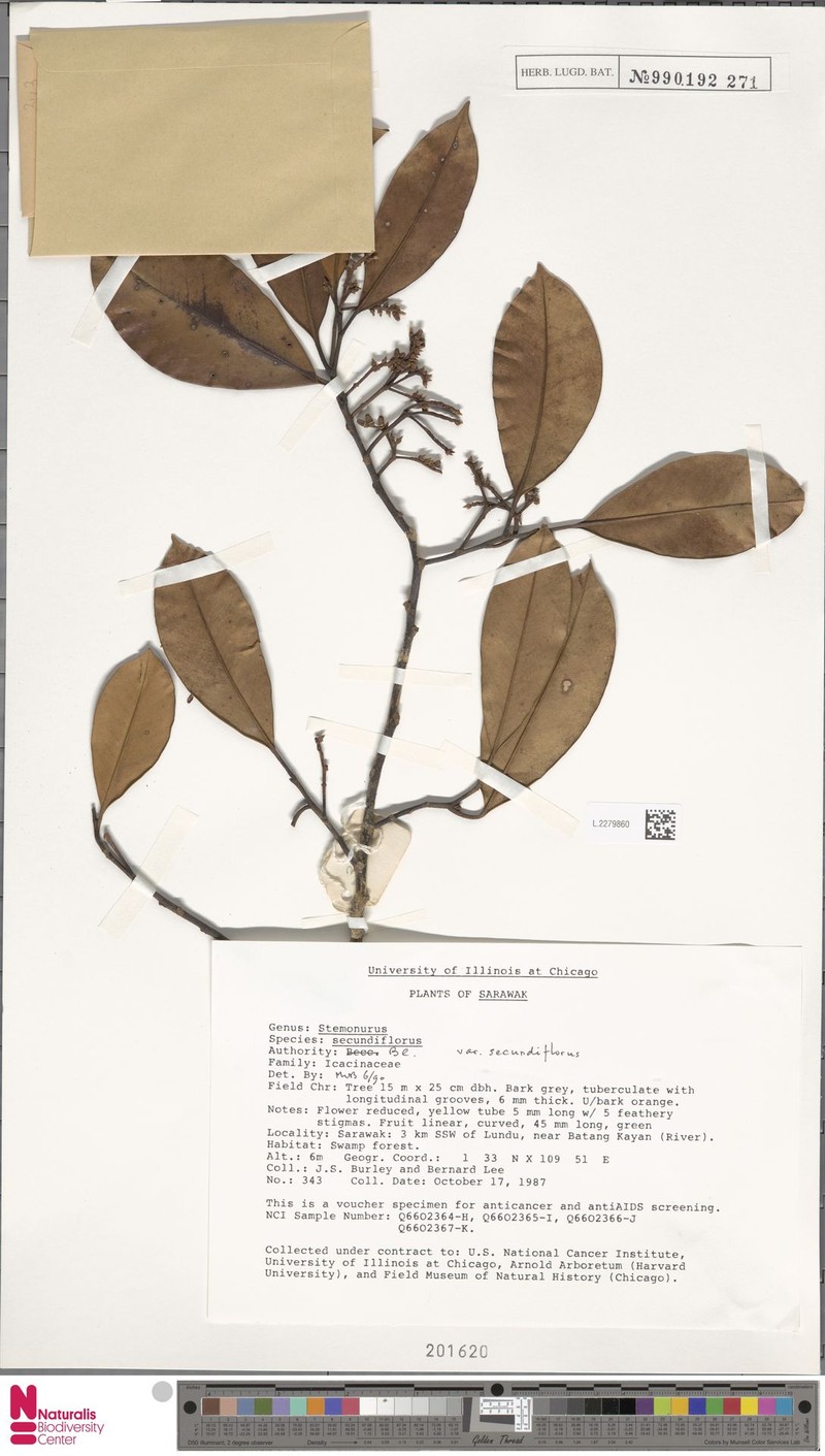 Stemonurus secundiflorus var. secundiflorus