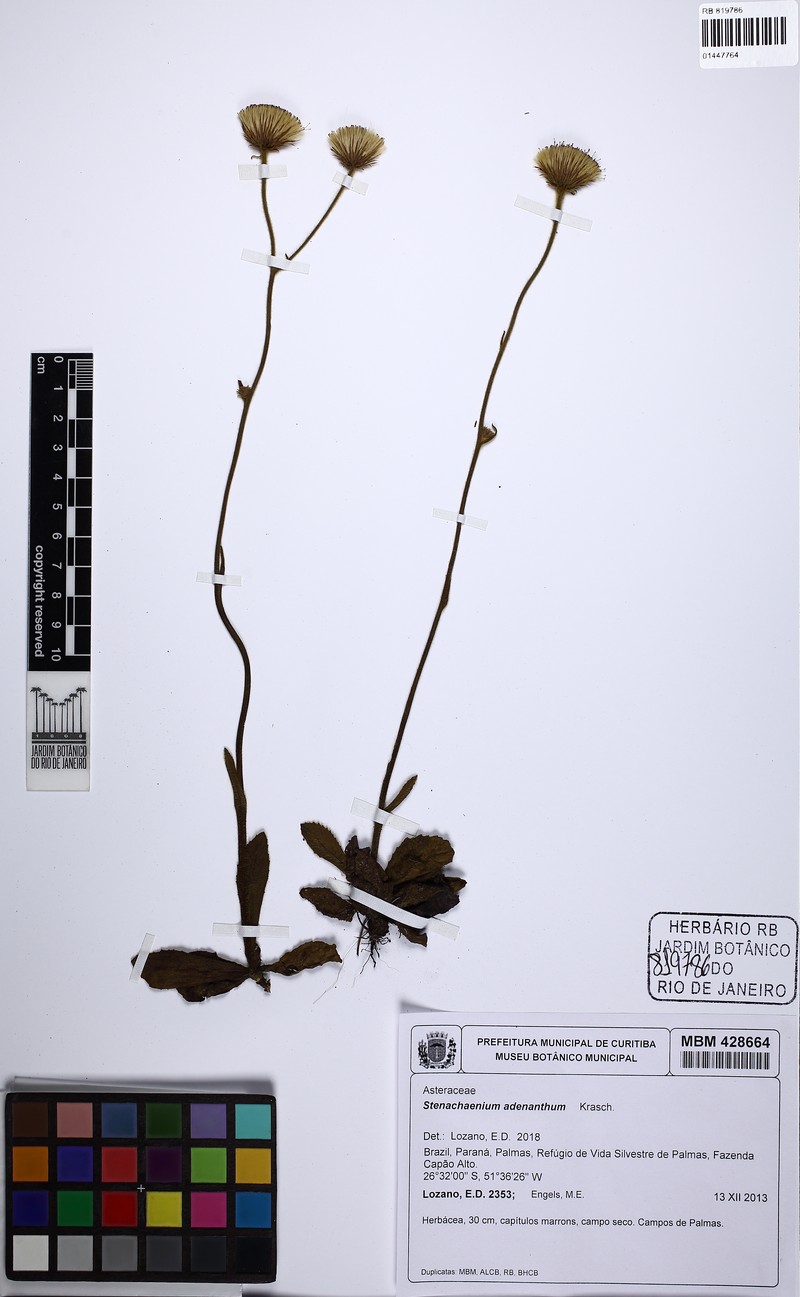 Stenachaenium adenanthum