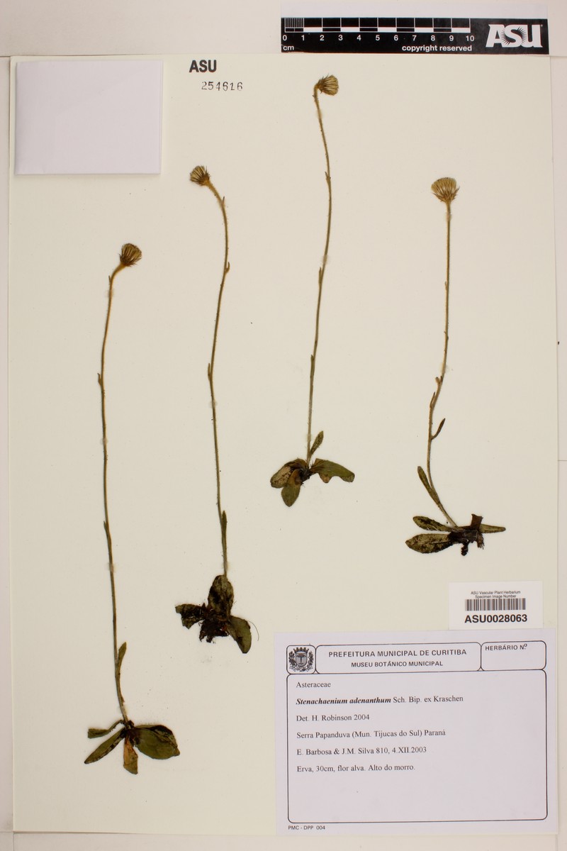Stenachaenium adenanthum photo 2