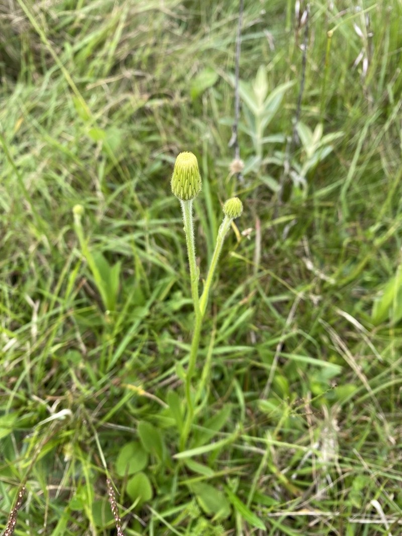 Stenachaenium campestre photo 2