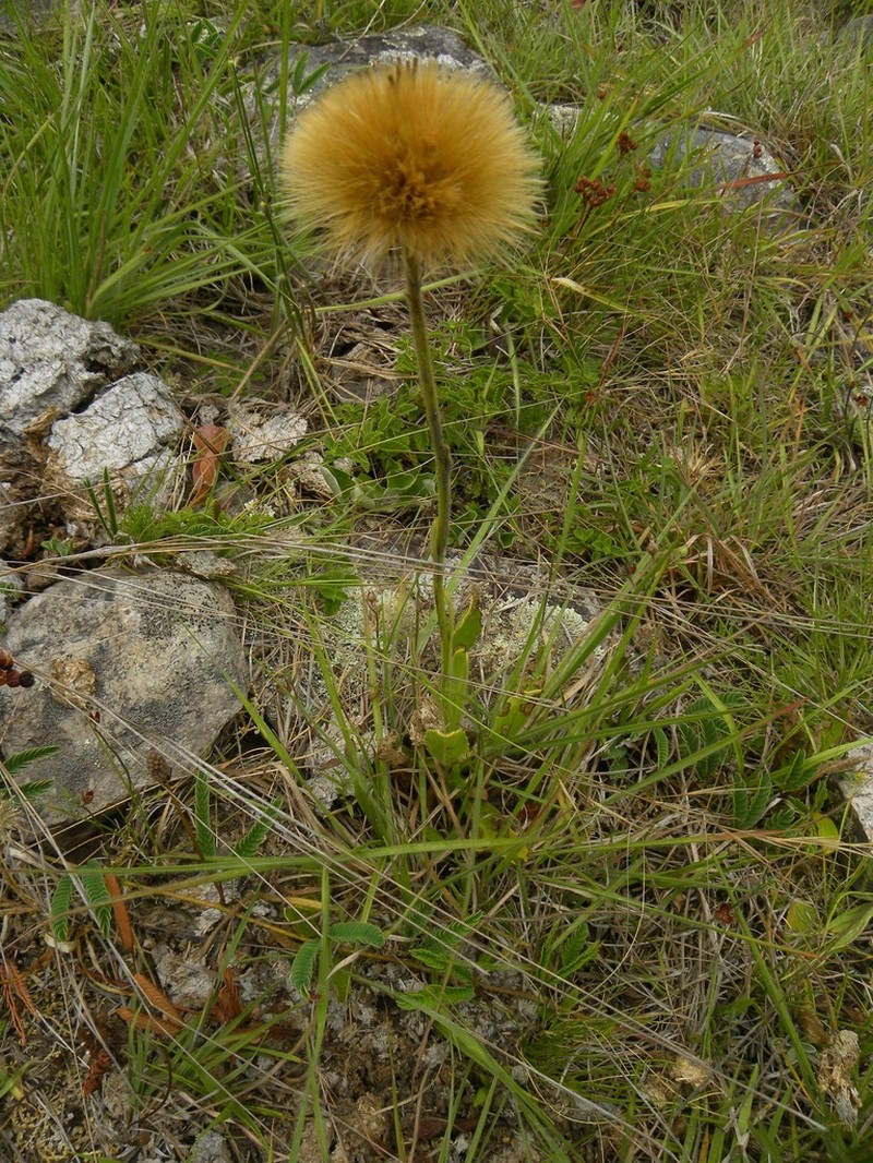 Stenachaenium campestre photo 3