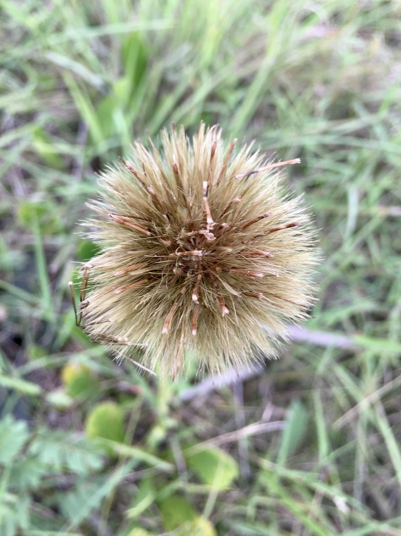 Stenachaenium campestre photo 5