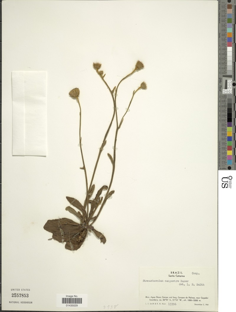 Stenachaenium campestre photo 6