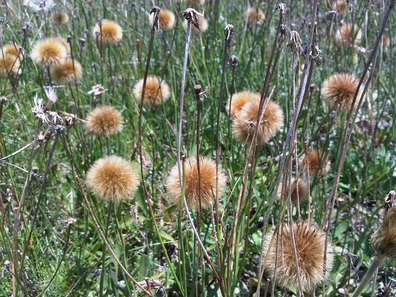 Stenachaenium campestre