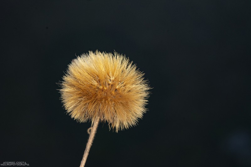 Stenachaenium megapotamicum