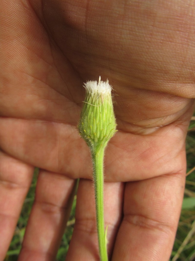 Stenachaenium megapotamicum photo 2
