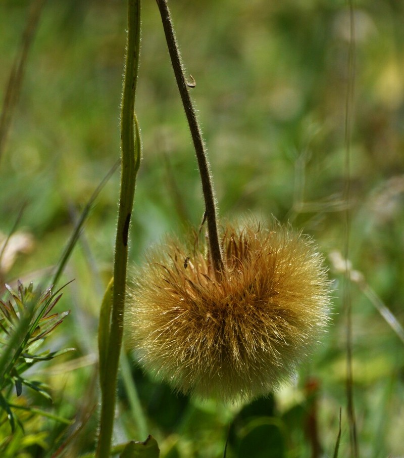 Stenachaenium megapotamicum photo 3