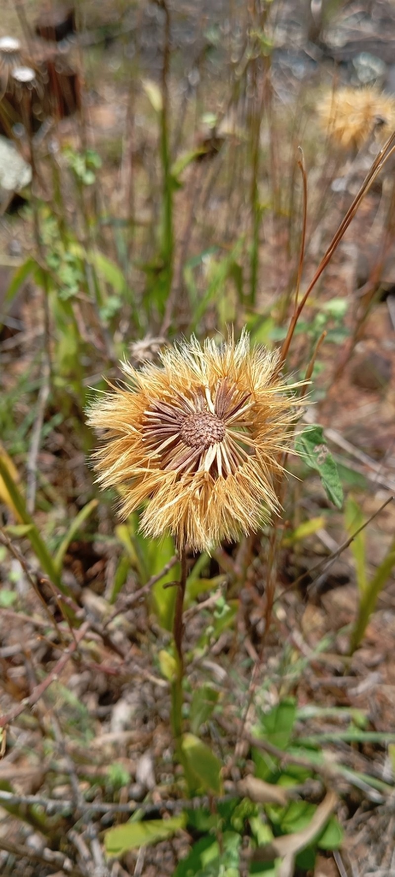 Stenachaenium megapotamicum photo 5