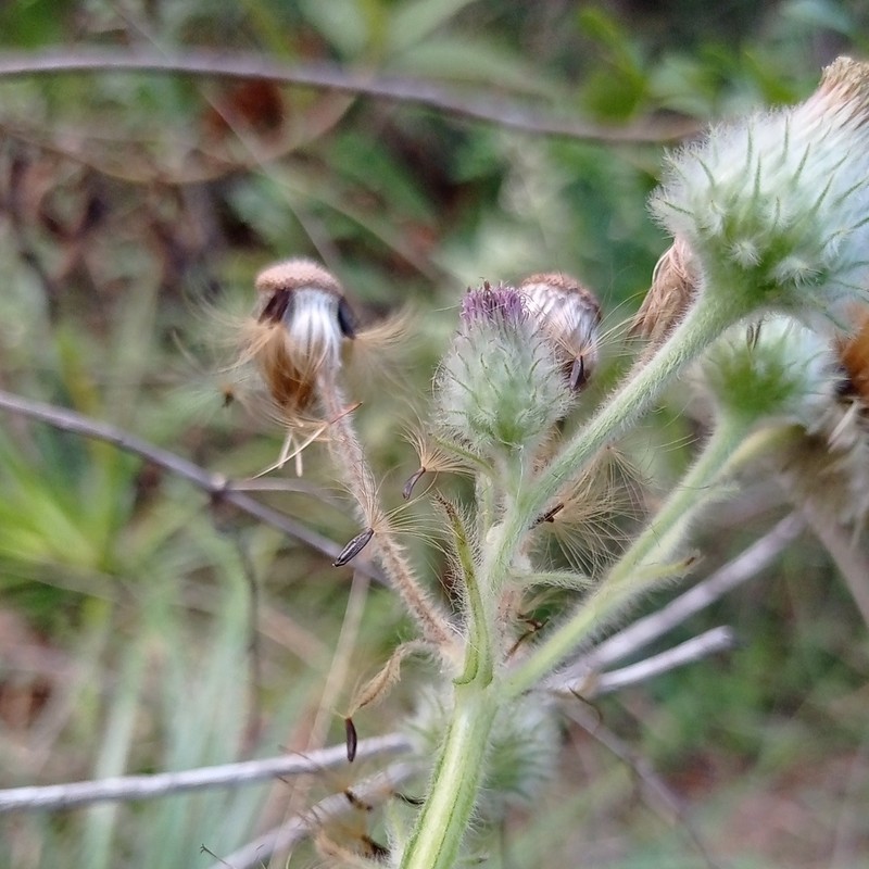 Stenachaenium megapotamicum photo 6