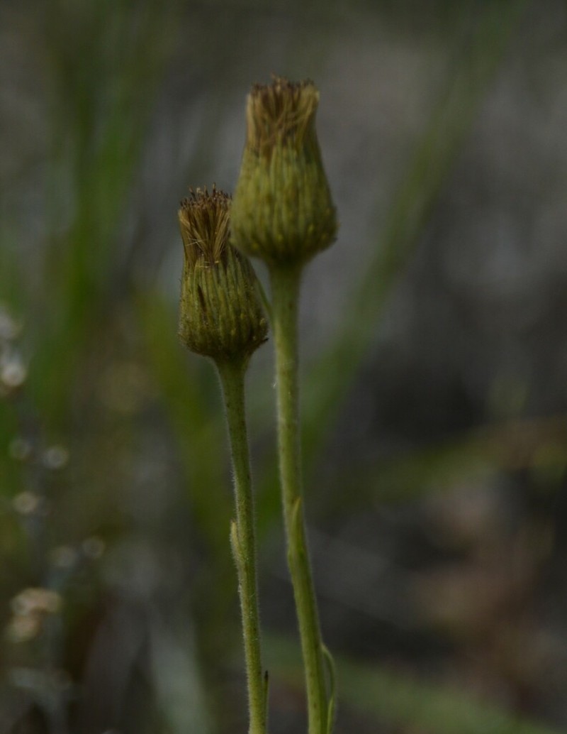 Stenachaenium megapotamicum photo 8