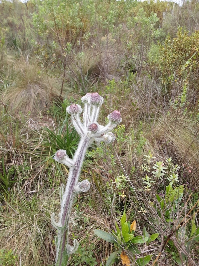 Stenachaenium riedelii