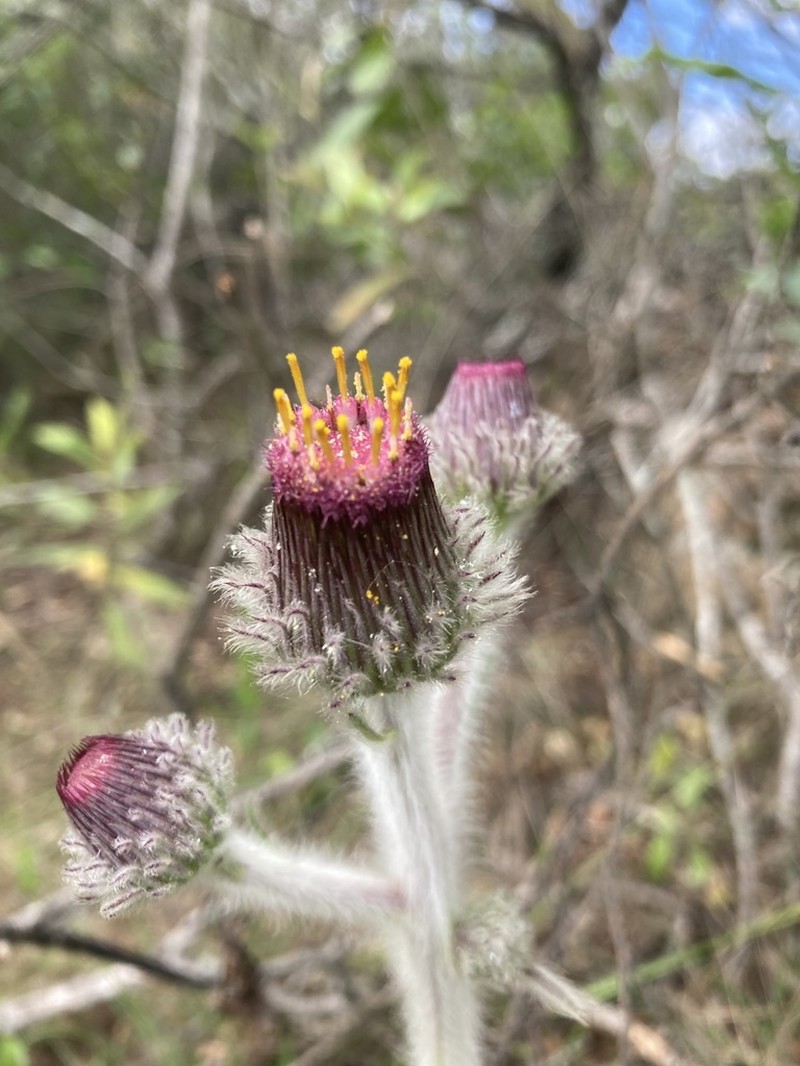 Stenachaenium riedelii photo 3