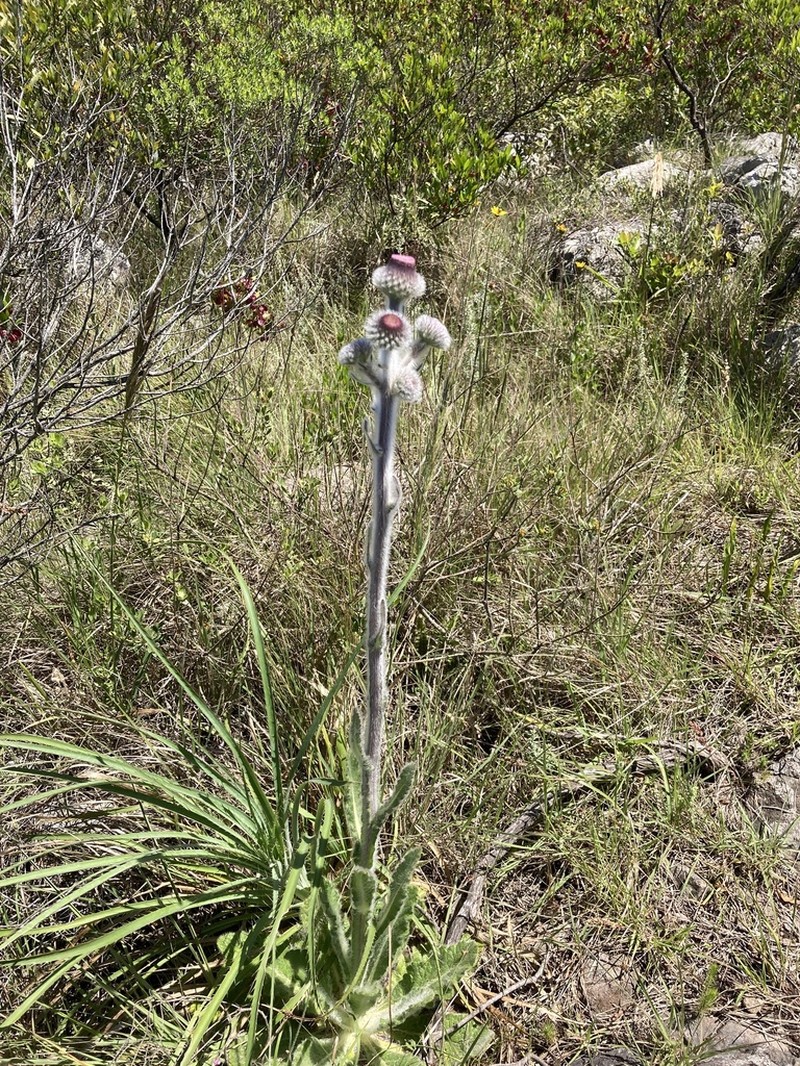 Stenachaenium riedelii photo 4